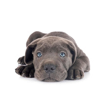 Charger l'image dans la galerie, Puppies 2027 (Item #26606) - ** SHIPPING IN SEPTEMBER ** 12x24 Refill Sheet Calendar - BONUS POCKET PLANNER & BOOKMARK WHILE QUANTITIES LAST
