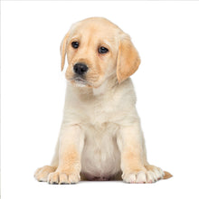 Charger l'image dans la galerie, Puppies 2027 (Item #26606) - ** SHIPPING IN SEPTEMBER ** 12x24 Refill Sheet Calendar - BONUS POCKET PLANNER & BOOKMARK WHILE QUANTITIES LAST