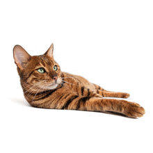 Charger l'image dans la galerie, Cats 2027 (Item #2642) - ** SHIPPING IN SEPTEMBER ** 12x24 Refill Sheet Calendar - BONUS POCKET PLANNER & BOOKMARK WHILE QUANTITIES LAST