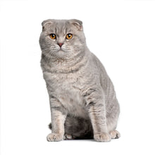 Charger l'image dans la galerie, Cats 2027 (Item #2642) - ** SHIPPING IN SEPTEMBER ** 12x24 Refill Sheet Calendar - BONUS POCKET PLANNER & BOOKMARK WHILE QUANTITIES LAST