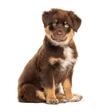 Charger l'image dans la galerie, Puppies 2027 (Item #26606) - ** SHIPPING IN SEPTEMBER ** 12x24 Refill Sheet Calendar - BONUS POCKET PLANNER & BOOKMARK WHILE QUANTITIES LAST