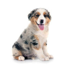 Load image into Gallery viewer, Puppies 2026 (Item #26606) - 12x24 Refill Sheet Calendar - BONUS POCKET PLANNER &amp; BOOKMARK WHILE QUANTITIES LAST
