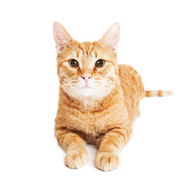 Load image into Gallery viewer, Cats 2026 (Item #2642) - 12x24 Refill Sheet Calendar - BONUS POCKET PLANNER &amp; BOOKMARK WHILE QUANTITIES LAST
