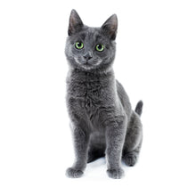 Charger l'image dans la galerie, Cats 2027 (Item #2642) -  ** SHIPPING IN SEPTEMBER ** 12x24 Refill Sheet Calendar - BONUS POCKET PLANNER &amp; BOOKMARK WHILE QUANTITIES LAST
