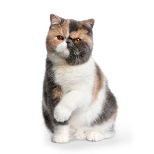 Load image into Gallery viewer, Cats 2026 (Item #2642) - 12x24 Refill Sheet Calendar - BONUS POCKET PLANNER &amp; BOOKMARK WHILE QUANTITIES LAST

