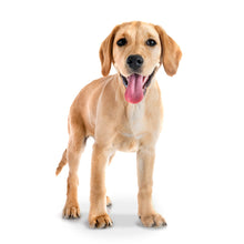 Load image into Gallery viewer, Puppies 2026 (Item #26606) - 12x24 Refill Sheet Calendar - BONUS POCKET PLANNER &amp; BOOKMARK WHILE QUANTITIES LAST
