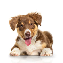 Load image into Gallery viewer, Puppies 2026 (Item #26606) - 12x24 Refill Sheet Calendar - BONUS POCKET PLANNER &amp; BOOKMARK WHILE QUANTITIES LAST
