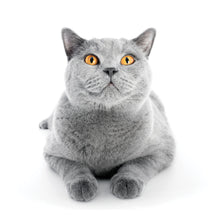 Load image into Gallery viewer, Cats 2026 (Item #2642) - 12x24 Refill Sheet Calendar - BONUS POCKET PLANNER &amp; BOOKMARK WHILE QUANTITIES LAST
