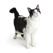 Load image into Gallery viewer, Cats 2026 (Item #2642) - 12x24 Refill Sheet Calendar - BONUS POCKET PLANNER &amp; BOOKMARK WHILE QUANTITIES LAST
