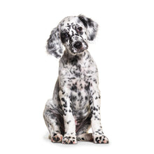 Load image into Gallery viewer, Puppies 2026 (Item #26606) - 12x24 Refill Sheet Calendar - BONUS POCKET PLANNER &amp; BOOKMARK WHILE QUANTITIES LAST
