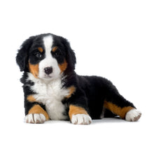 Charger l'image dans la galerie, Puppies 2027 (Item #26606) -  ** SHIPPING IN SEPTEMBER ** 12x24 Refill Sheet Calendar - BONUS POCKET PLANNER &amp; BOOKMARK WHILE QUANTITIES LAST
