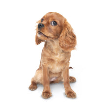 Load image into Gallery viewer, Puppies 2026 (Item #26606) - 12x24 Refill Sheet Calendar - BONUS POCKET PLANNER &amp; BOOKMARK WHILE QUANTITIES LAST
