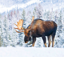 Load image into Gallery viewer, Ô Canada 2026 (Article #32028) - Recharge de 12 x 24 feuille calendrier
