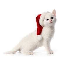 Charger l'image dans la galerie, Cats 2027 (Item #2642) -  ** SHIPPING IN SEPTEMBER ** 12x24 Refill Sheet Calendar - BONUS POCKET PLANNER &amp; BOOKMARK WHILE QUANTITIES LAST
