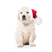 Charger l'image dans la galerie, Puppies 2027 (Item #26606) -  ** SHIPPING IN SEPTEMBER ** 12x24 Refill Sheet Calendar - BONUS POCKET PLANNER &amp; BOOKMARK WHILE QUANTITIES LAST
